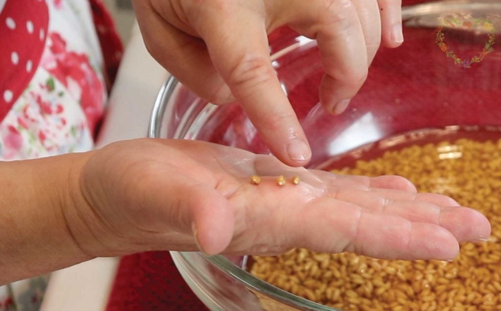 Hard Red Wheat Berries after an overnight soak in filtered water