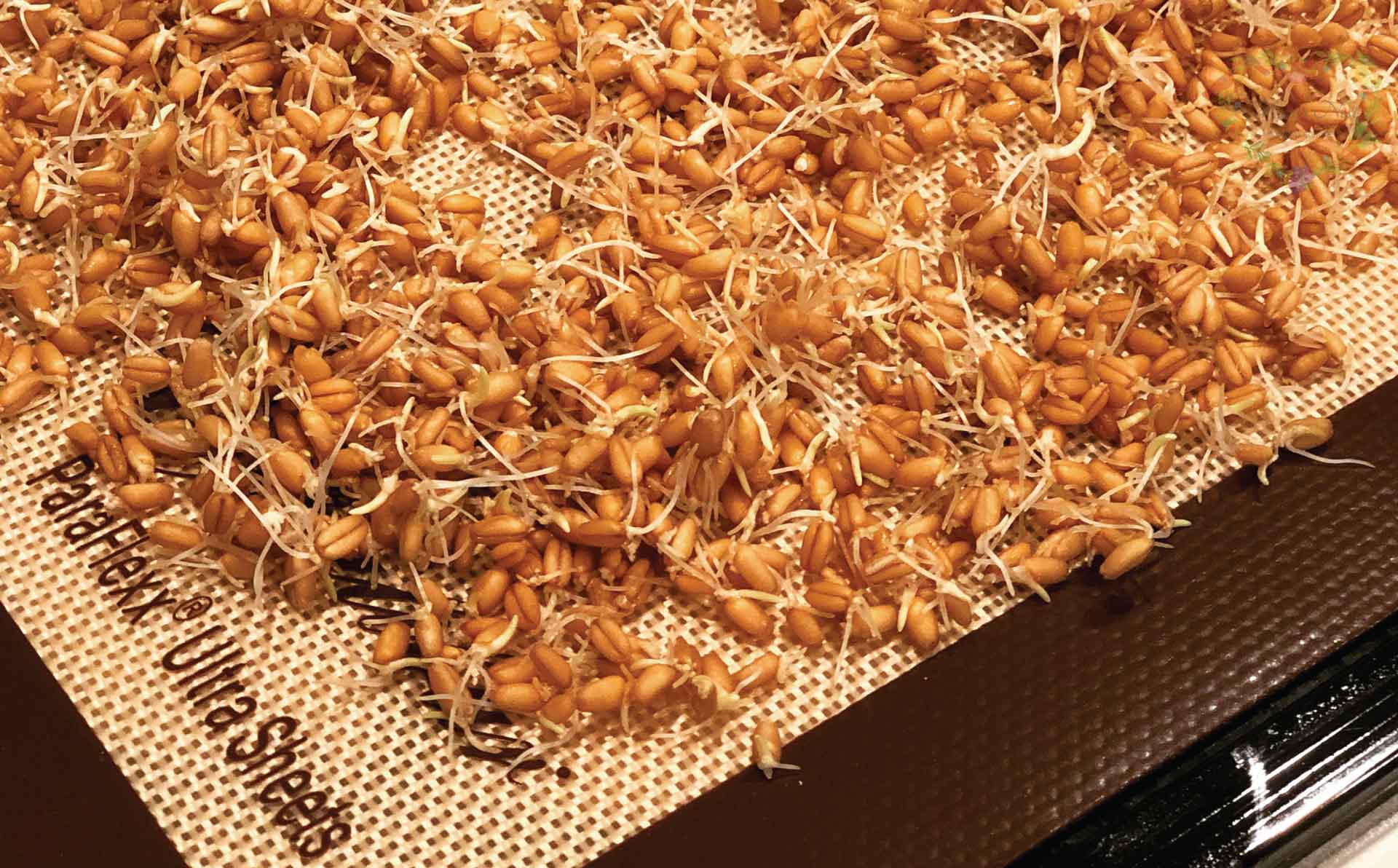 Sprouted Hard Red Wheat Berries ready to be dried on a baking pan.