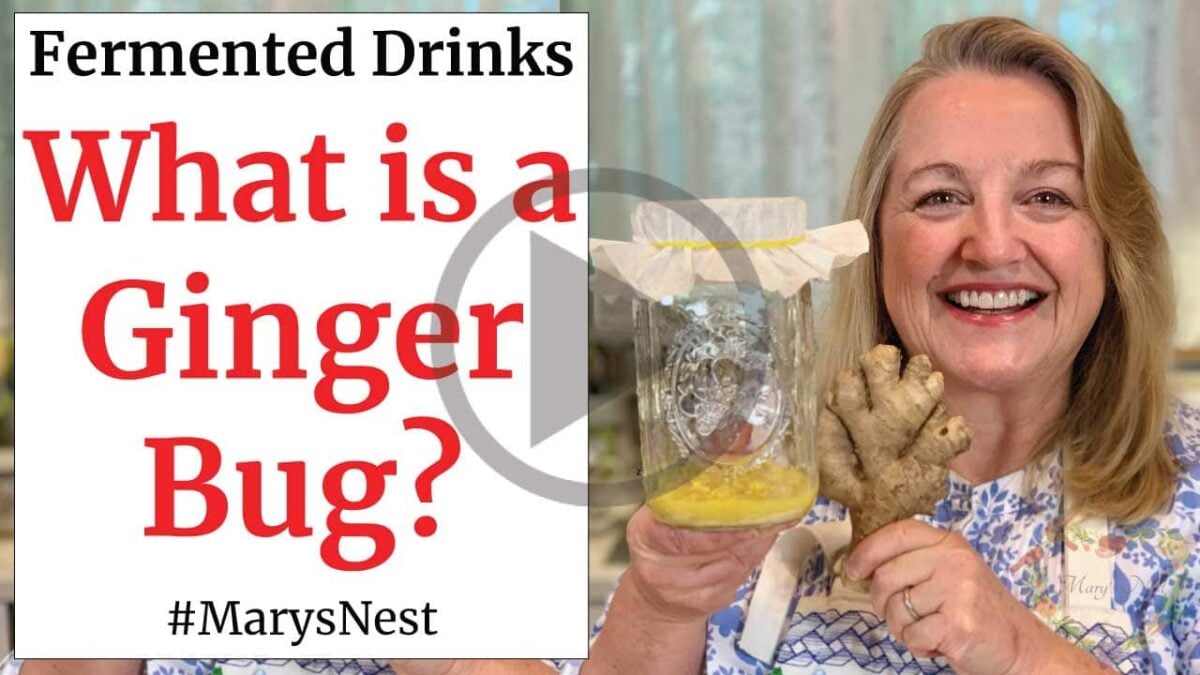 How to Make a Ginger Bug for Making Probiotic Rich Fermented Drinks Video