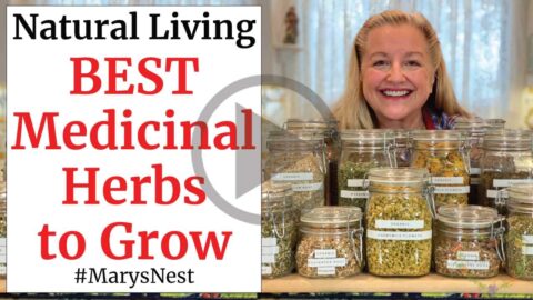 10 Essential Medicinal Herbs to Grow in Your Garden - Mary's Nest