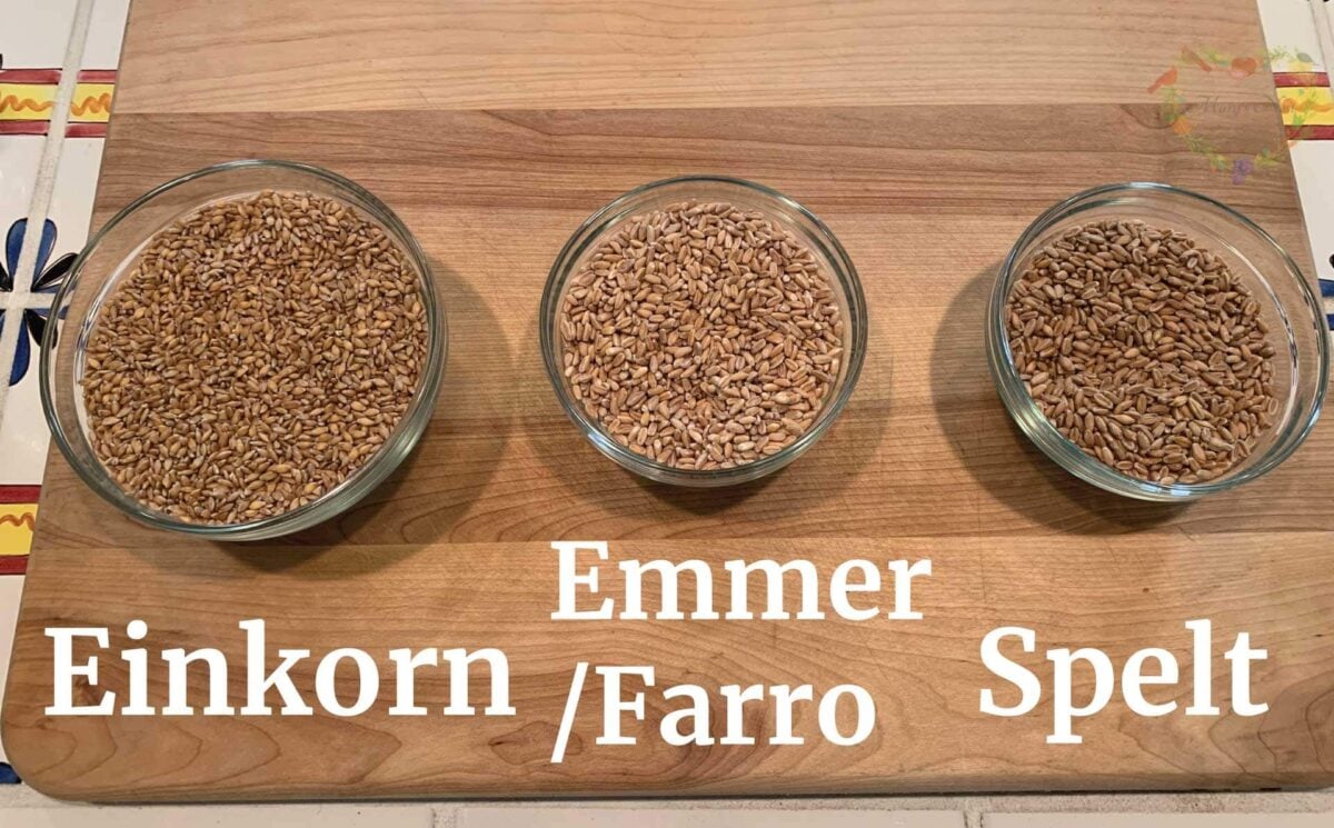 Three bowls with Einkorn, Emmer/Farro, and Spelt.