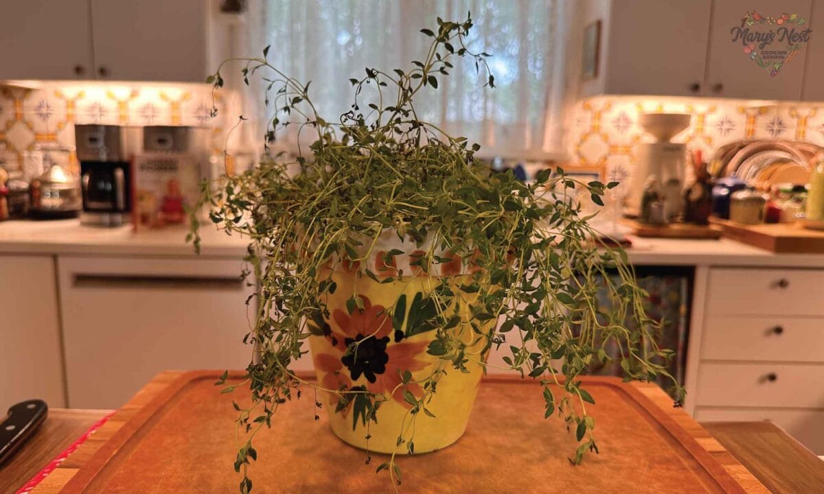 Thyme Plant in Pot on kitchen countertop